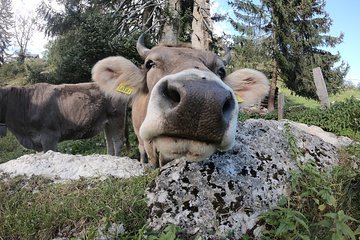 Daytrip to Lucerne and Legendary Bürgenstock Resort from Zurich 5 Lucerne Farms Tour and Cheese Tasting - Private Tour